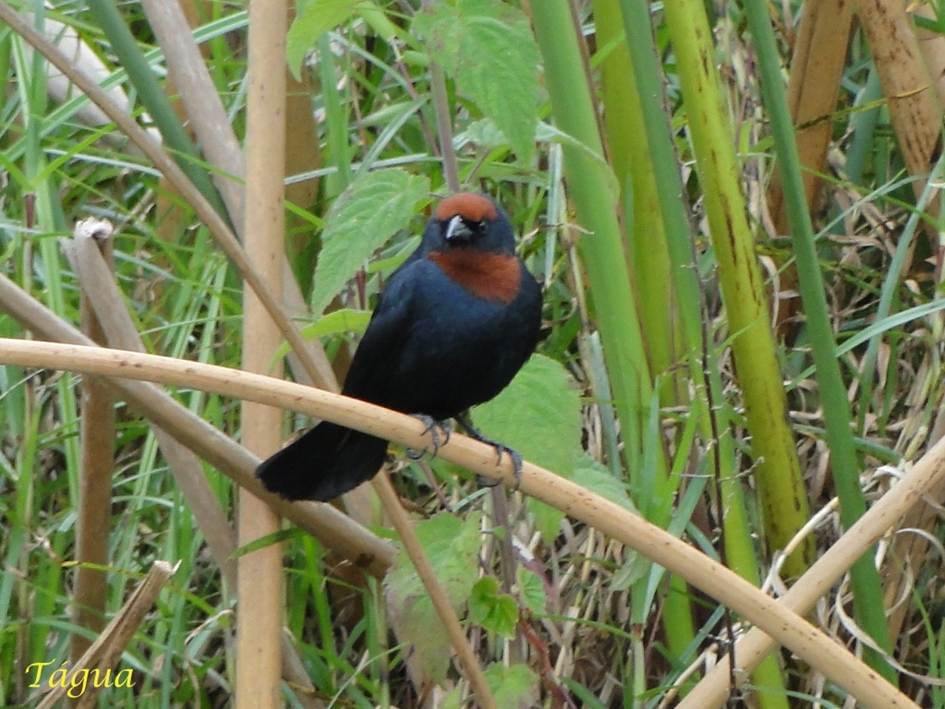 Descripción: E:\1-taguato\Site CCIRP\_Na rede\Biodiversidade\Aves\Garibaldi\1024x768\GaribaldiA01-Tagua.JPG