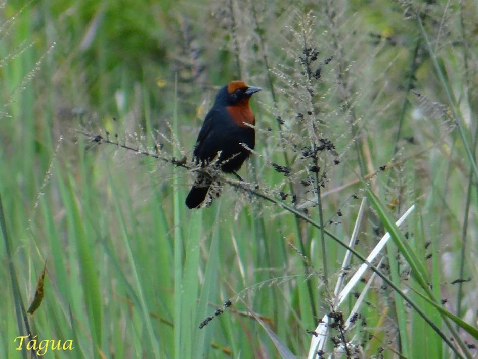 Descripción: Descripción: E:\1-taguato\Site CCIRP\_Na rede\Biodiversidade\Aves\Garibaldi\1024x768\GaribaldiA04-Tagua.JPG