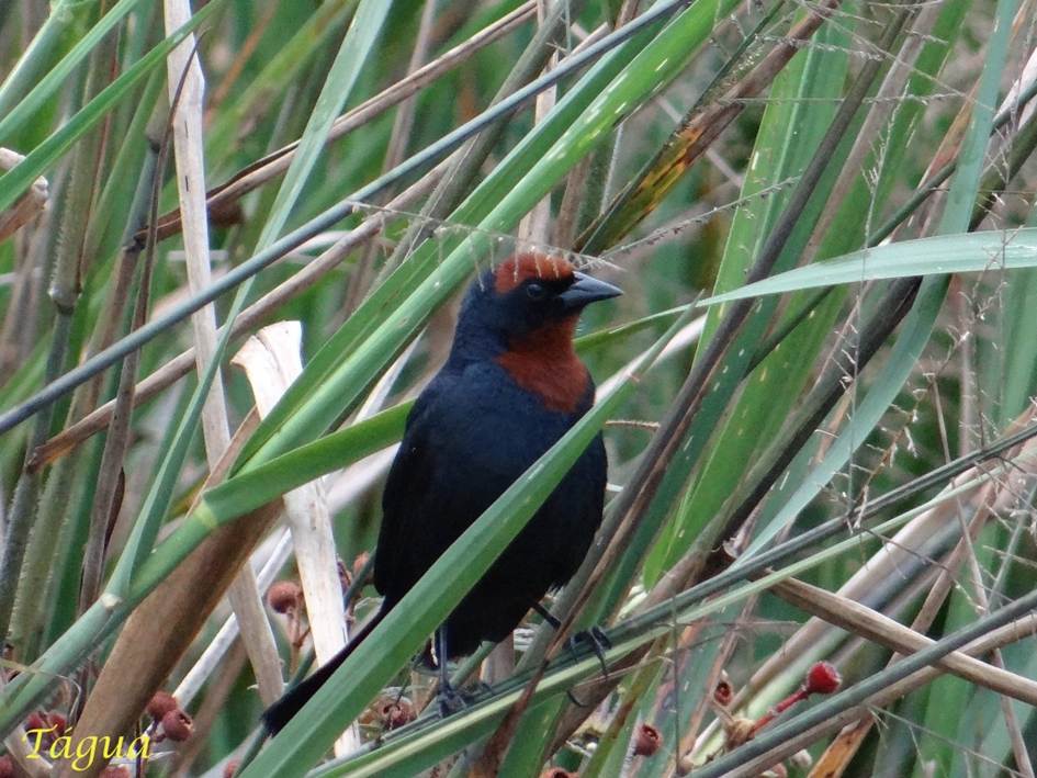 Descripción: Descripción: E:\1-taguato\Site CCIRP\_Na rede\Biodiversidade\Aves\Garibaldi\1024x768\GaribaldiA05-Tagua.JPG