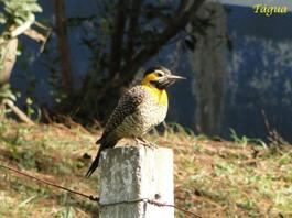 PicaPaudoCampo-Tagua02