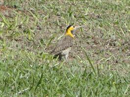 PicaPaudoCampo-Tagua05