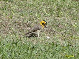 PicaPaudoCampo-Tagua06