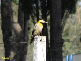 PicaPaudoCampo-Tagua09