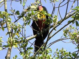 TucanoBicoVerde04-Tagua