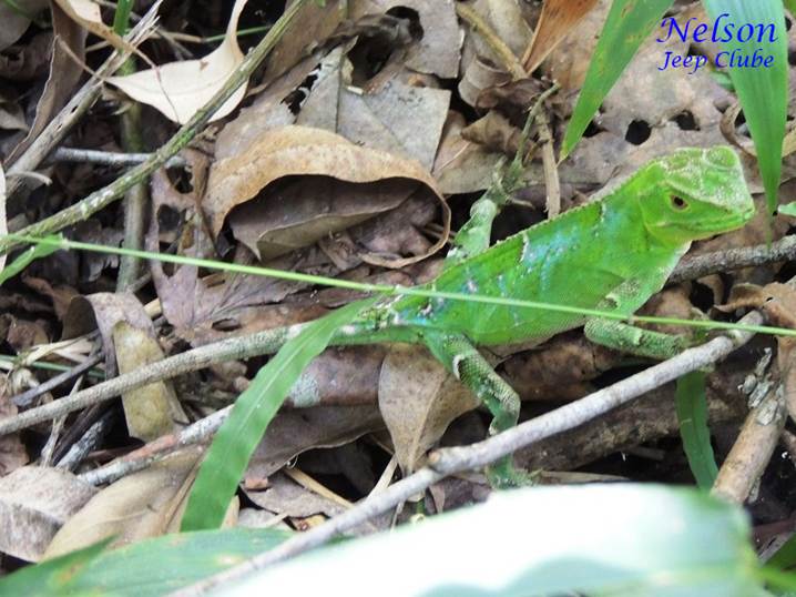 Descripción: E:\1-taguato\Site CCIRP\_Na rede\Biodiversidade\Repteis\Lagarto-verde\Fotos\Lagarto_Verde-Nelson02.JPG