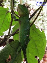 Descripción: E:\1-taguato\Site CCIRP\_Na rede\Biodiversidade\Repteis\Lagarto-verde\Lagarto_Verde-Nelson01.JPG