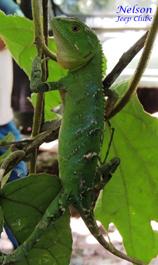 Descripción: E:\1-taguato\Site CCIRP\_Na rede\Biodiversidade\Repteis\Lagarto-verde\Lagarto_Verde-Nelson03.JPG